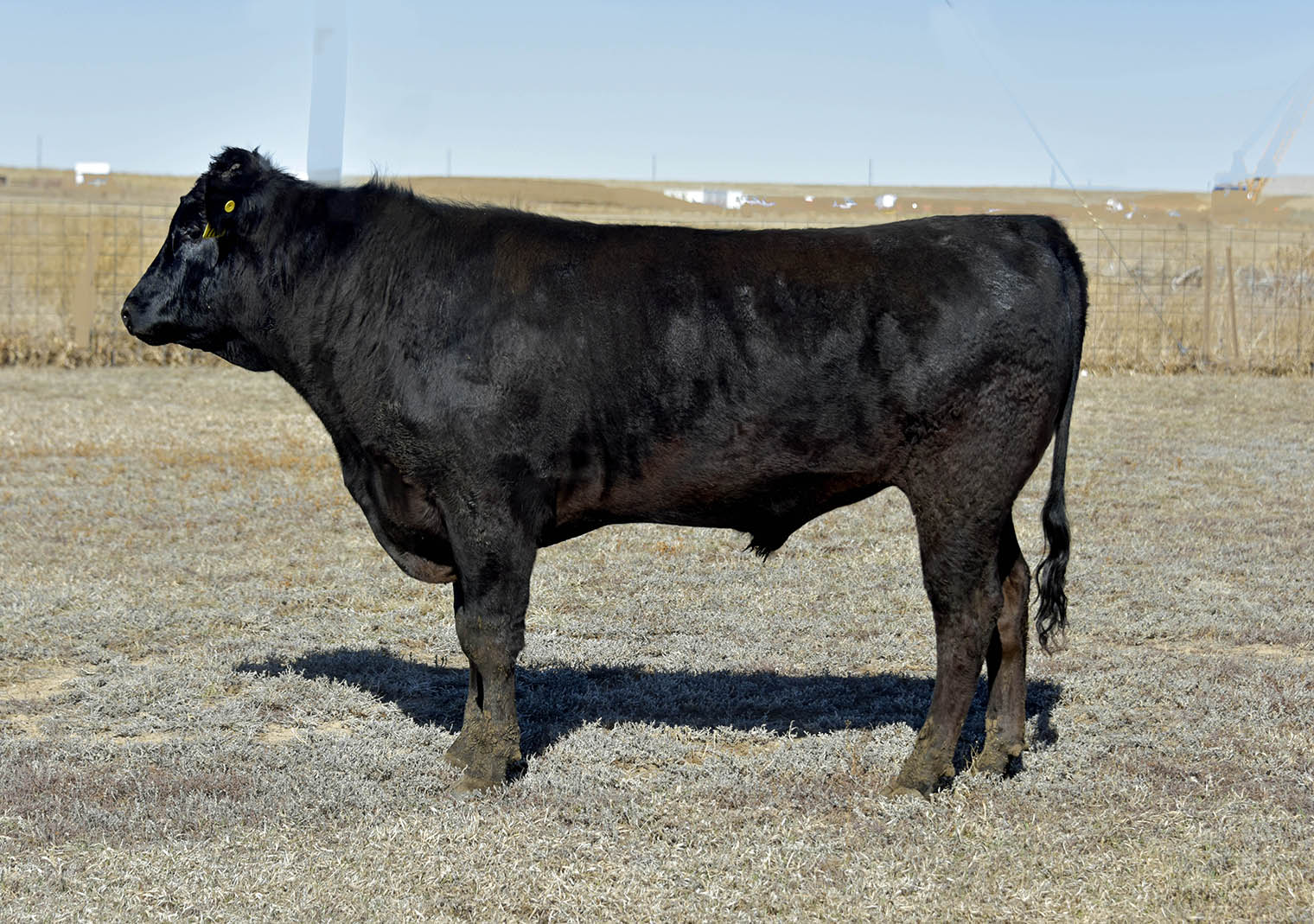Shogun 7704  Black Wagyu Full Blood Bull Highest Seller in USA as a Two Year Old
